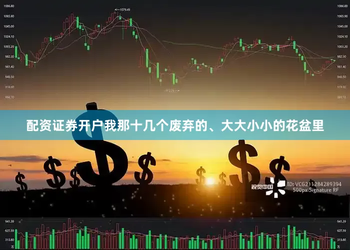 配资证券开户我那十几个废弃的、大大小小的花盆里